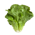Yedikule Marul Fidesi
