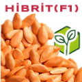 Hibrit (F1) Tohumlar