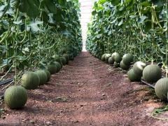 Çıtırex F1 Kavun Fidesi