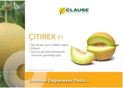 Çıtırex F1 Kavun Fidesi