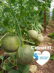 Calinet F1 Kavun Fidesi