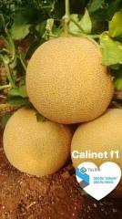 Calinet F1 Kavun Fidesi