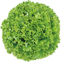 Bovary Kıvırcık Marul Fidesi