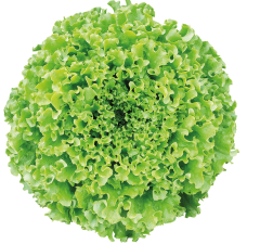 Frisady Kıvırcık Marul Fidesi