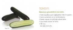 Toyo F1 Sırık Hıyar Fidesi