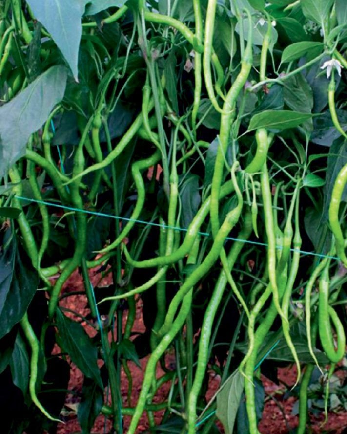 Uslu F1 Tatlı Kıl Biber Fidesi