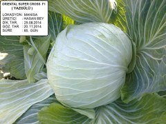 Yazgülü F1 Beyaz Lahana Fidesi