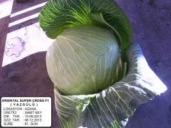 Yazgülü F1 Beyaz Lahana Fidesi