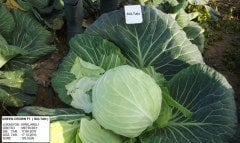 Sultan F1 Beyaz Lahana Fidesi