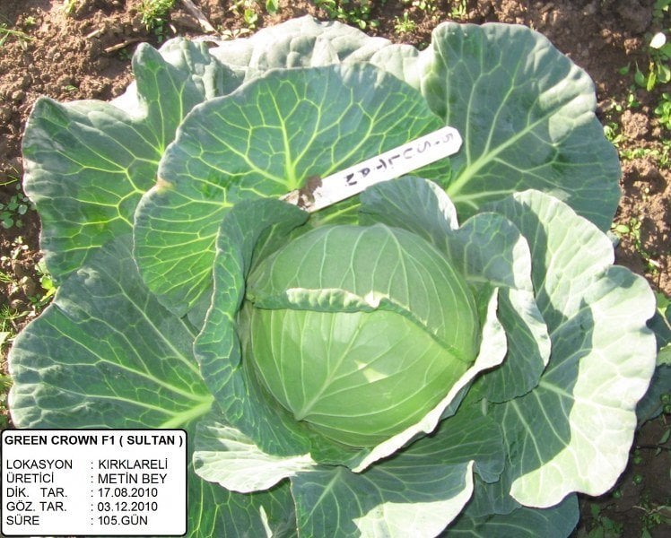 Sultan F1 Beyaz Lahana Fidesi