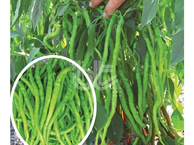 Bt Burkalem Tatlı Kıl Sivri Biber Fidesi