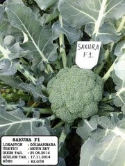 Sakura F1 Brokoli Fidesi