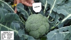 Sakura F1 Brokoli Fidesi