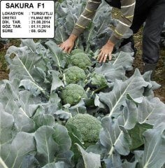 Sakura F1 Brokoli Fidesi