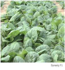 Dynasty F1 Ispanak Tohumu