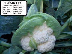 Fujiyama F1 Karnabahar Fidesi