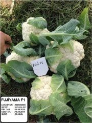 Fujiyama F1 Karnabahar Fidesi