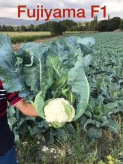 Fujiyama F1 Karnabahar Fidesi