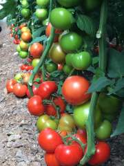 Emilia F1 Sırık Domates Fidesi