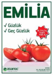 Emilia F1 Sırık Domates Fidesi