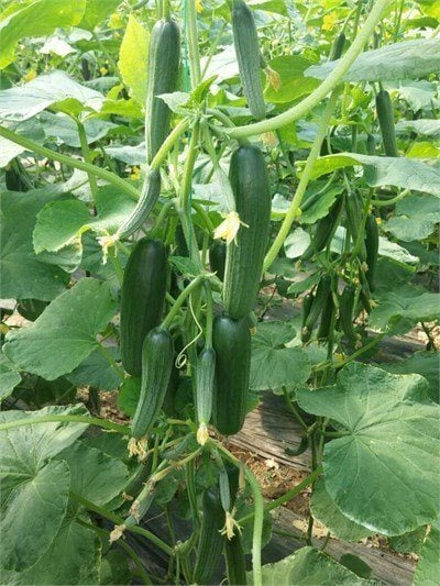 Arveles F1 Hıyar Fidesi