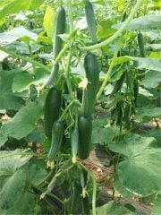 Arveles F1 Hıyar Fidesi