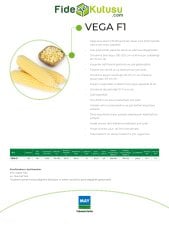 Vega F1 Mısır Tohumu