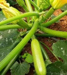 Dicle F1 Kabak Fidesi