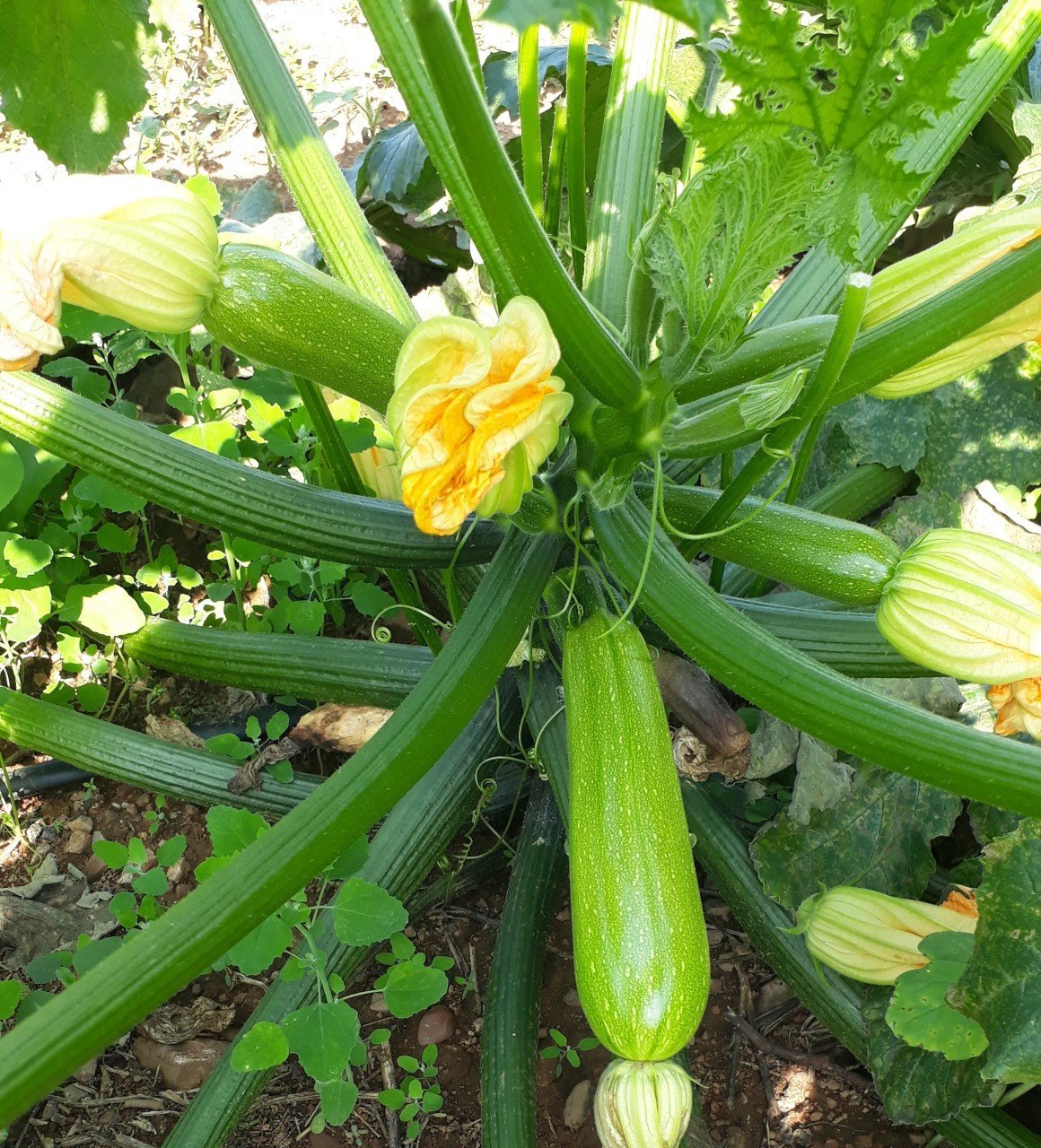 Tuna F1 Kabak Fidesi