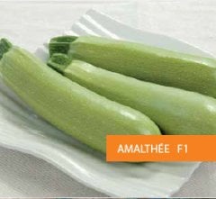Amalthee F1 Kabak Fidesi