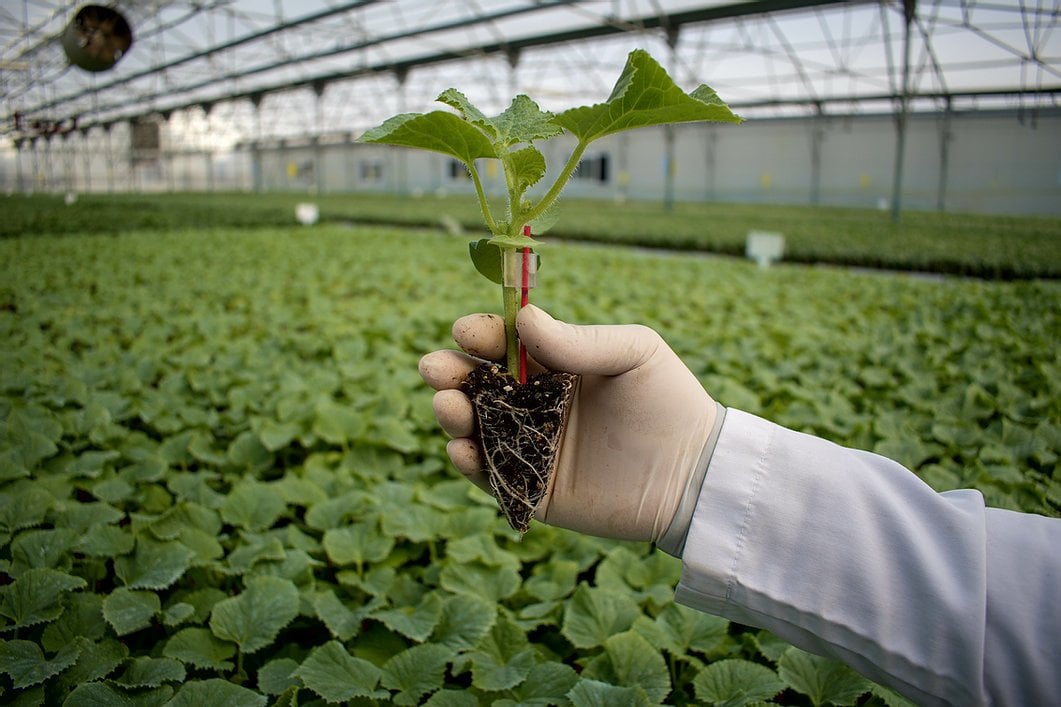 Aşılı Hıyar Fidesi