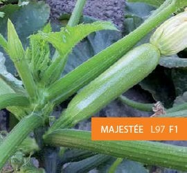 Majestee F1 Kabak Fidesi