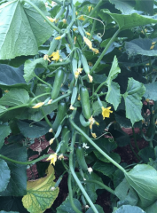 Emek F1 Yarı Multi Hıyar Fidesi