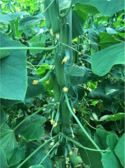 Emek F1 Yarı Multi Hıyar Fidesi