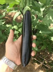 Babacan F1 Patlıcan Fidesi