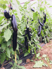 Babacan F1 Patlıcan Fidesi