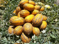 Erbey F1 Kırkağaç Kavun Fidesi