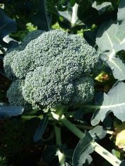 Vole F1 Brokoli Fidesi