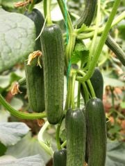 Erdemli F1 Hıyar Fidesi