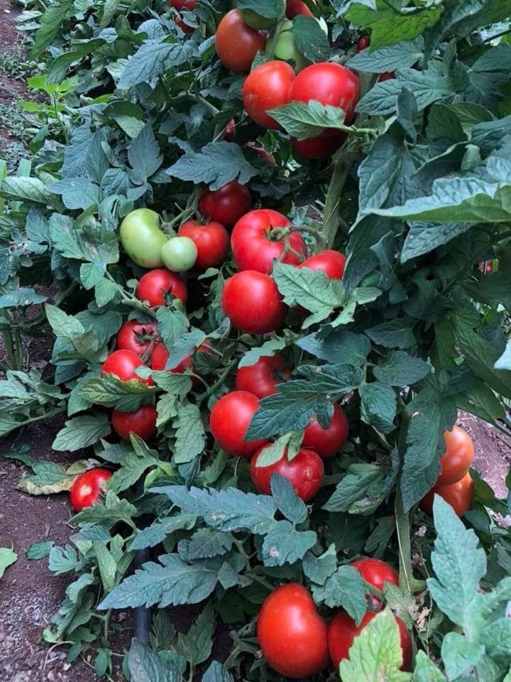 Alsancak Rn F1 Sırık Domates Fidesi