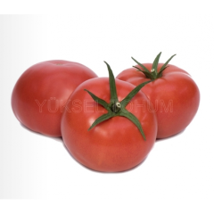 Altar F1 Sırık Domates Fidesi