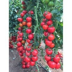 Altar F1 Sırık Domates Fidesi