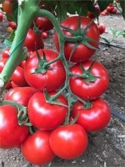 Aslan F1 Sırık Domates Fidesi