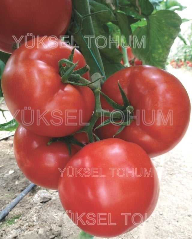 Asya F1 Sırık Domates Fidesi