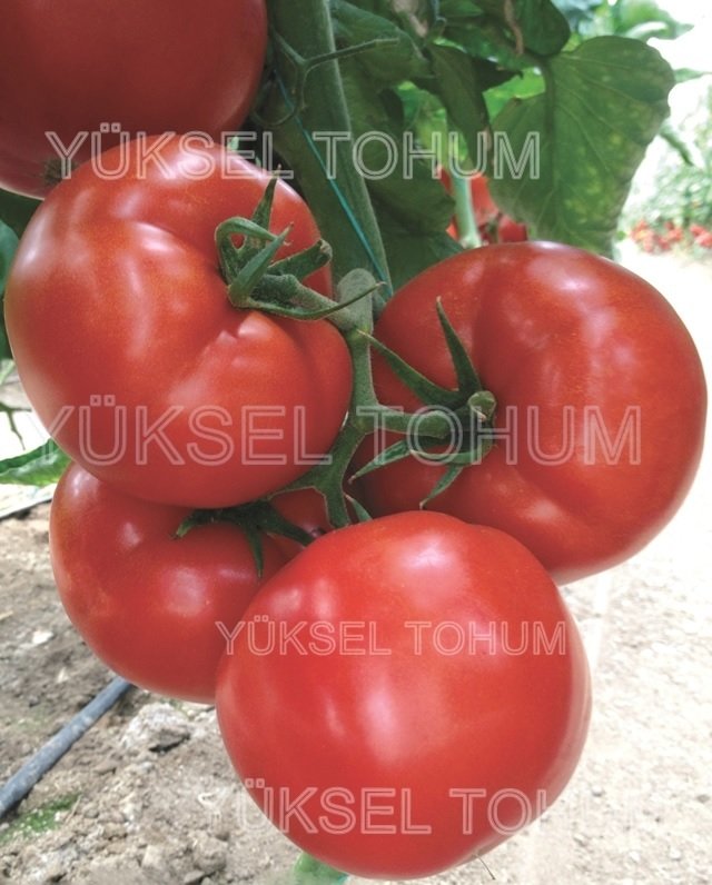 Asya F1 Sırık Domates Fidesi