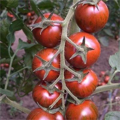 Kaplan F1 Kokteyl Domates Fidesi