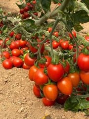 Uluhan F1 Kokteyl Domates Fidesi