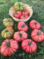 Gülköy F1 Köy Domates Fidesi