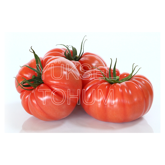 Ergen F1 Köy Domates Fidesi