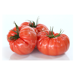 Ergen F1 Köy Domates Fidesi